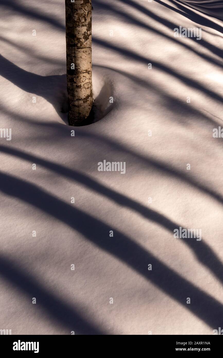 The shade of trees on snowy snow Stock Photo