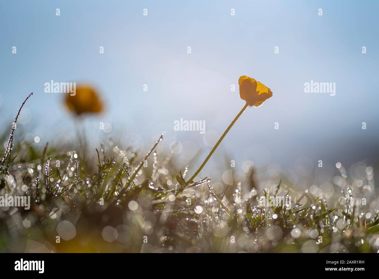 Gold ranunculus flowers early morning covered with hoarfrost Stock Photo