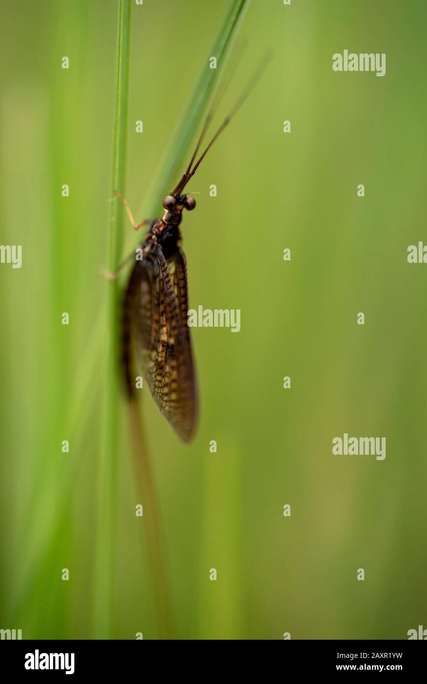A mayfly Ephemera vulgata on a reed Stock Photo