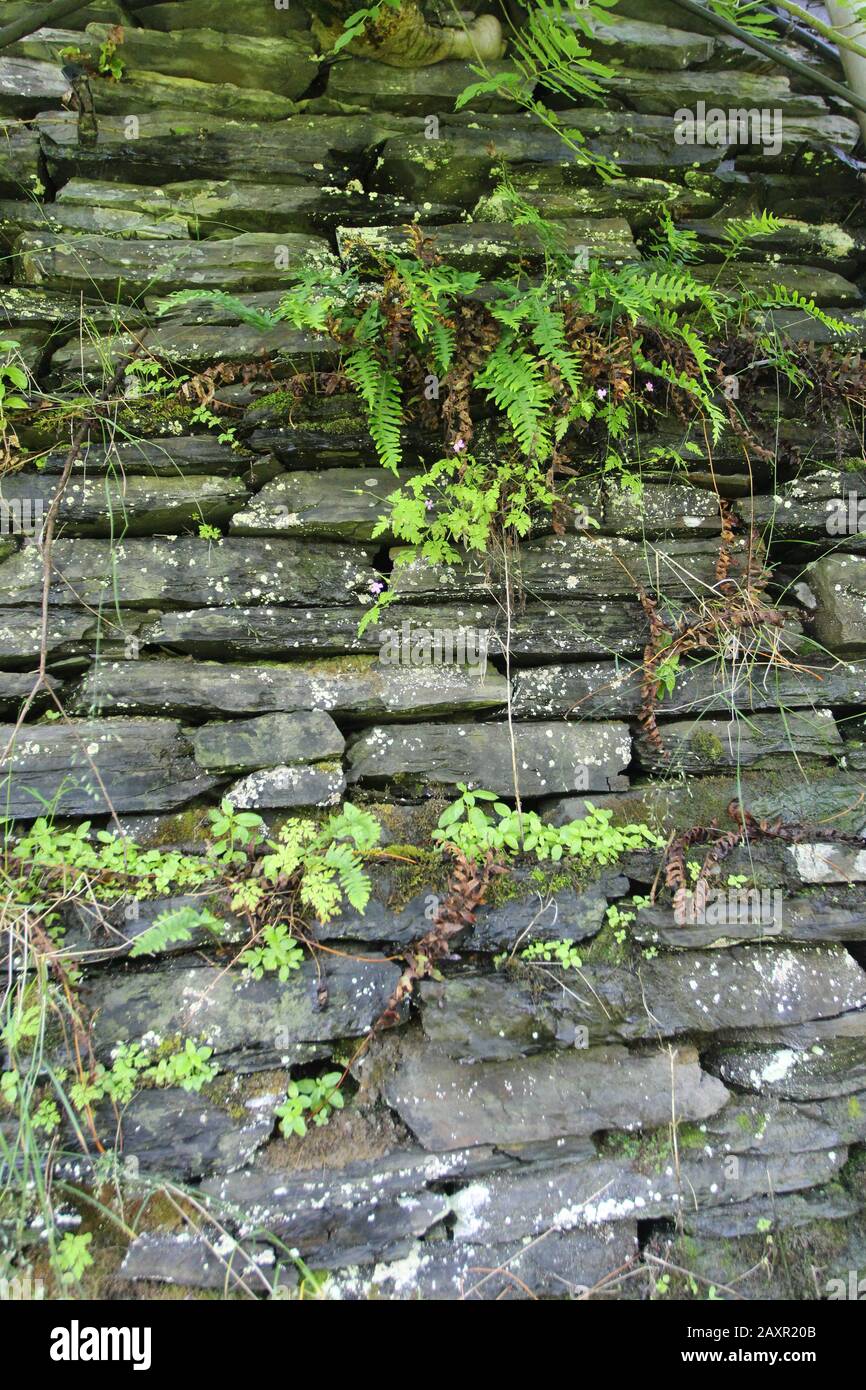 Dry stone wall  07/07/20175  Wales United Kingdom.  A dry stone wall Hedgerow. Dry stone structures are stable due to a unique construction method, Stock Photo