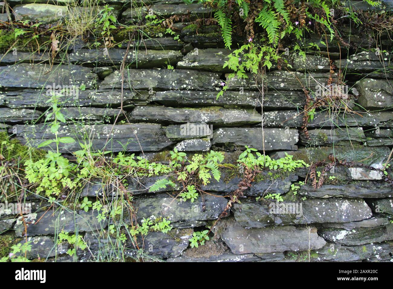 Dry stone wall  07/07/20175  Wales United Kingdom.  A dry stone wall Hedgerow. Dry stone structures are stable due to a unique construction method, Stock Photo