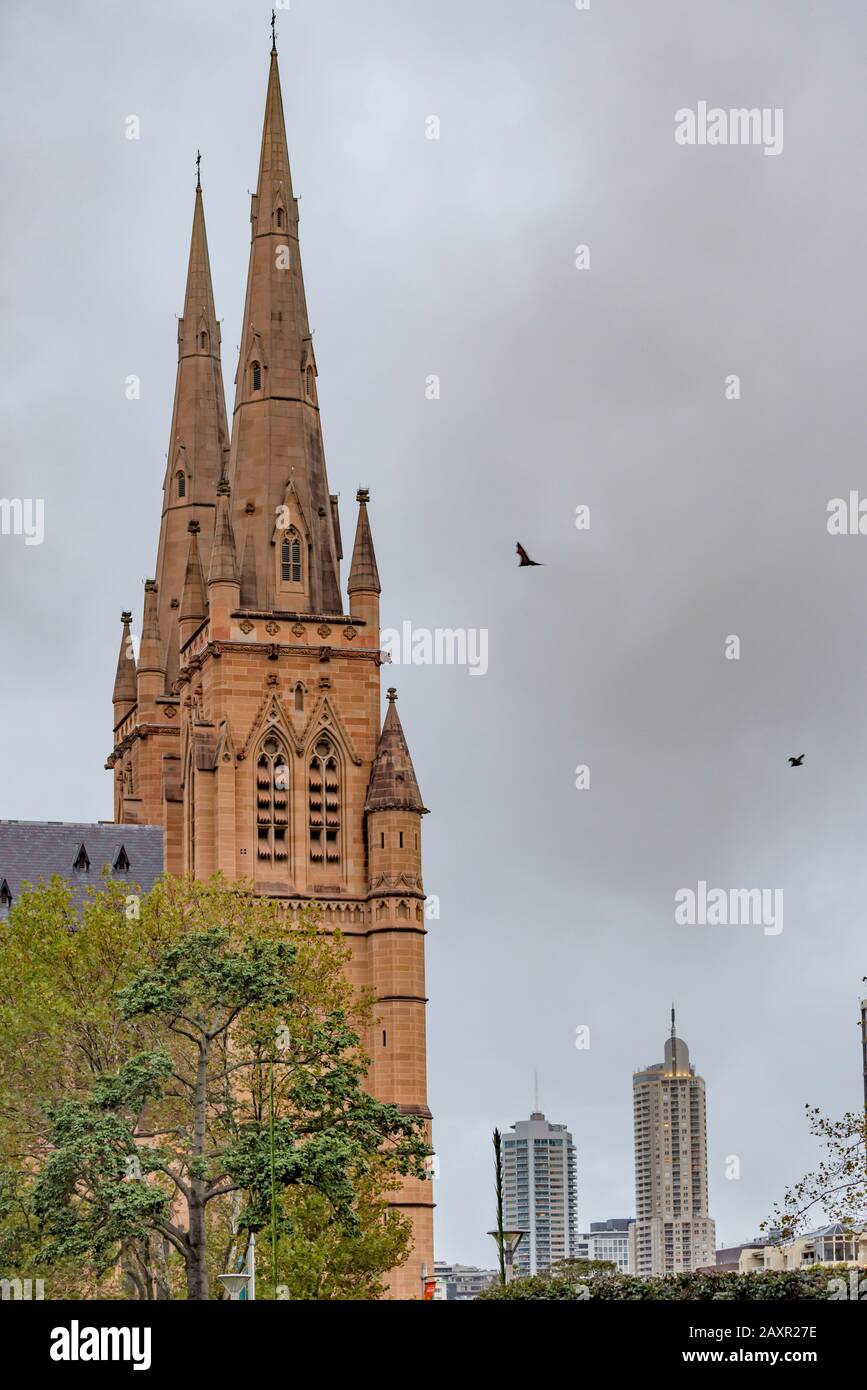 Gray-headed flying foxes or fruit bats (Pteropus poliocephalus) fly close to the gothic revival designed St Mary's Cathedral in the early evening. Stock Photo