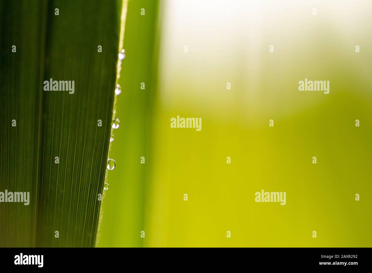 Dew drops on a reed stalk, in the background blurred green Stock Photo