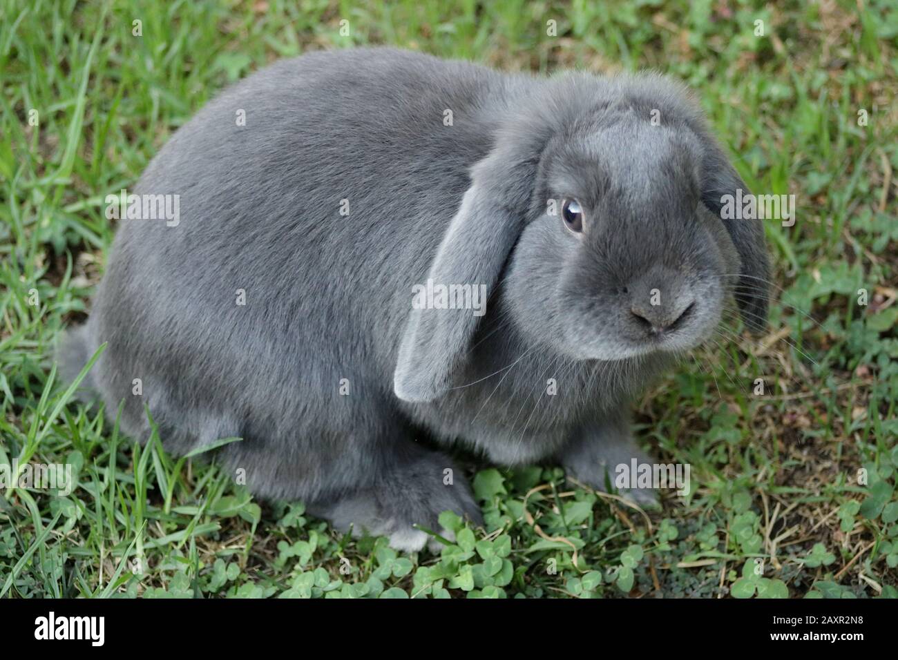 grey mini lop bunny