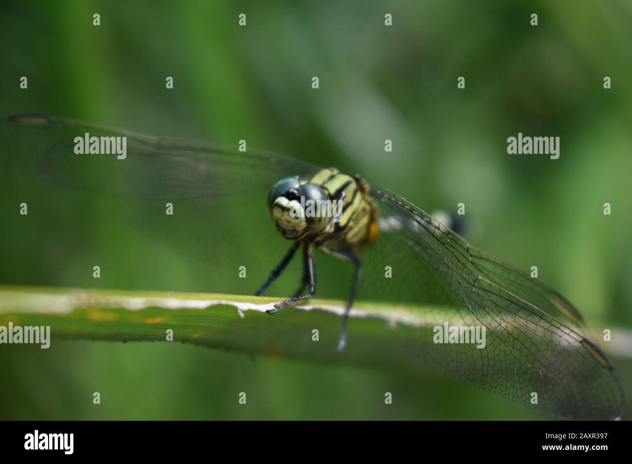 A green black dragonfly in nature Stock Photo - Alamy