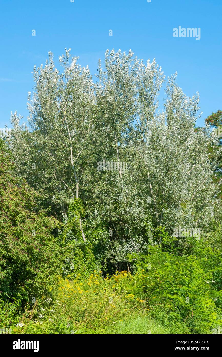 Germany, Baden-Württemberg, Vogtsburg in the Kaiserstuhl, silver poplar, white poplars on the edge of the forest, willow family, Salicaceae, Populus a Stock Photo
