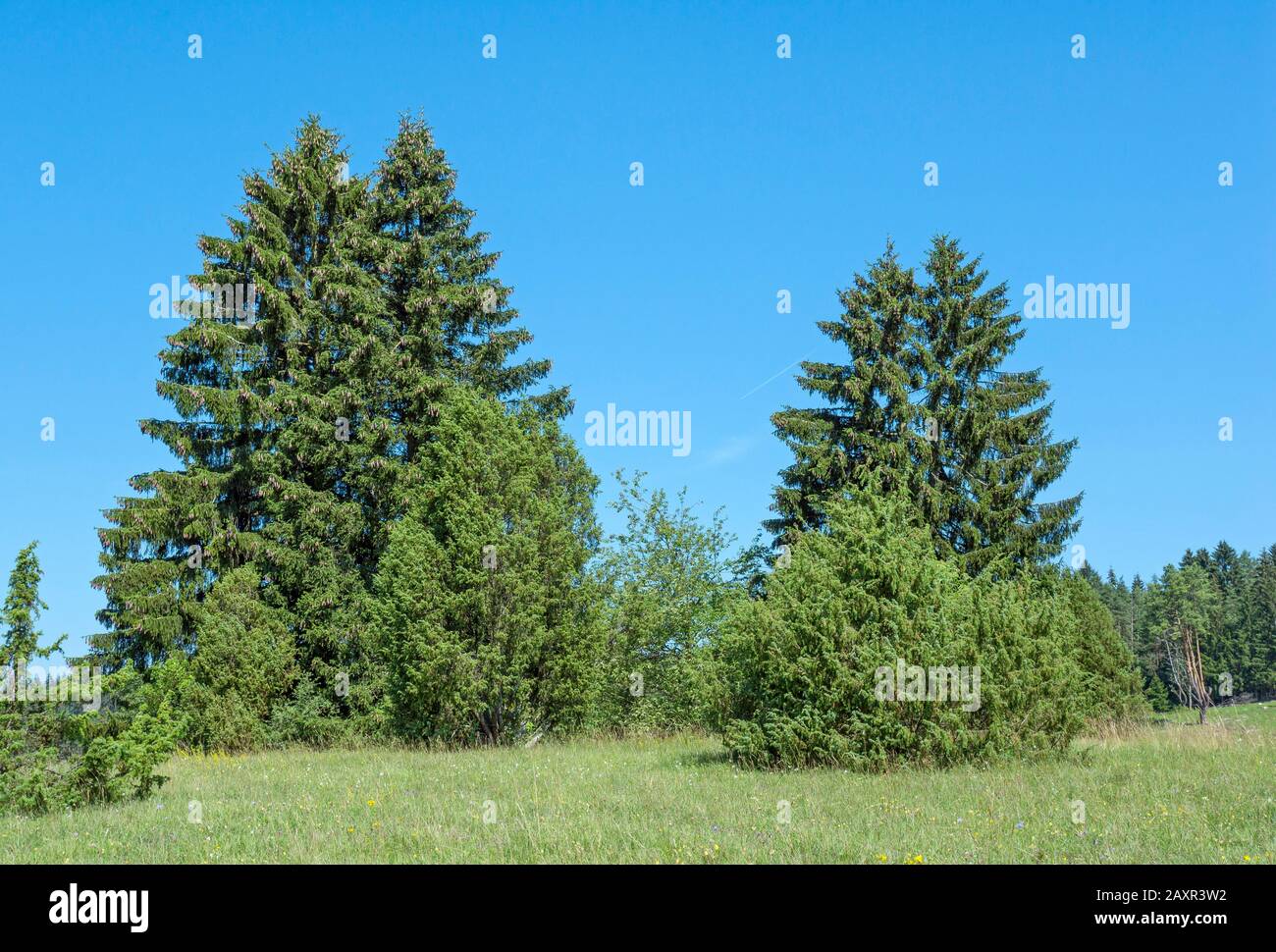 Germany, Baden-Württemberg, Hayingen, Norway spruce in the Naturschutzgebiet Digelfeld, the largest juniper heath in the Swabian Alb. Stock Photo