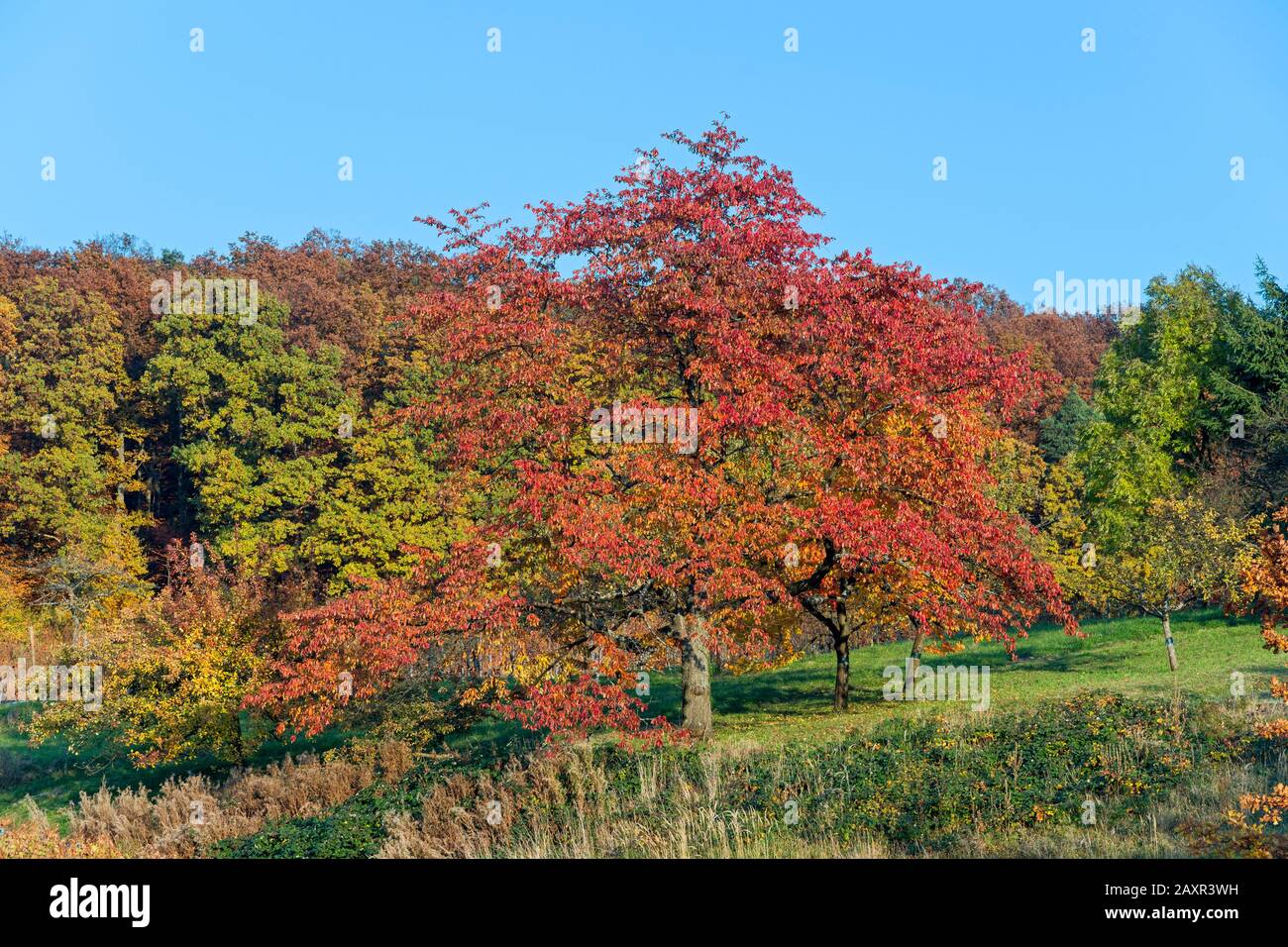 Germany, Baden-Württemberg, Weinstadt-Schnait, cherry tree on orchard at the edge of the forest near Schnait Stock Photo