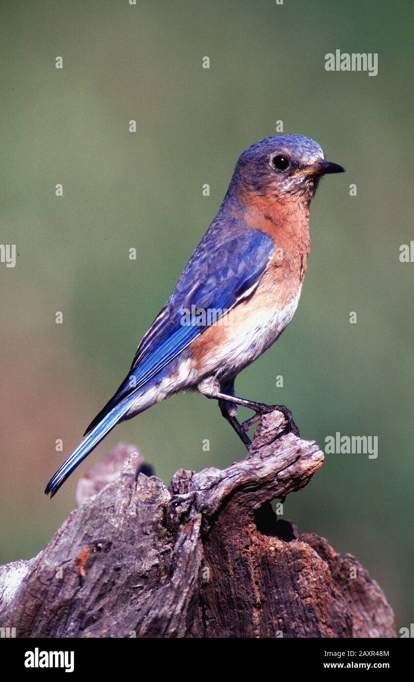 Eastern bluebird in spring nesting season Stock Photo - Alamy