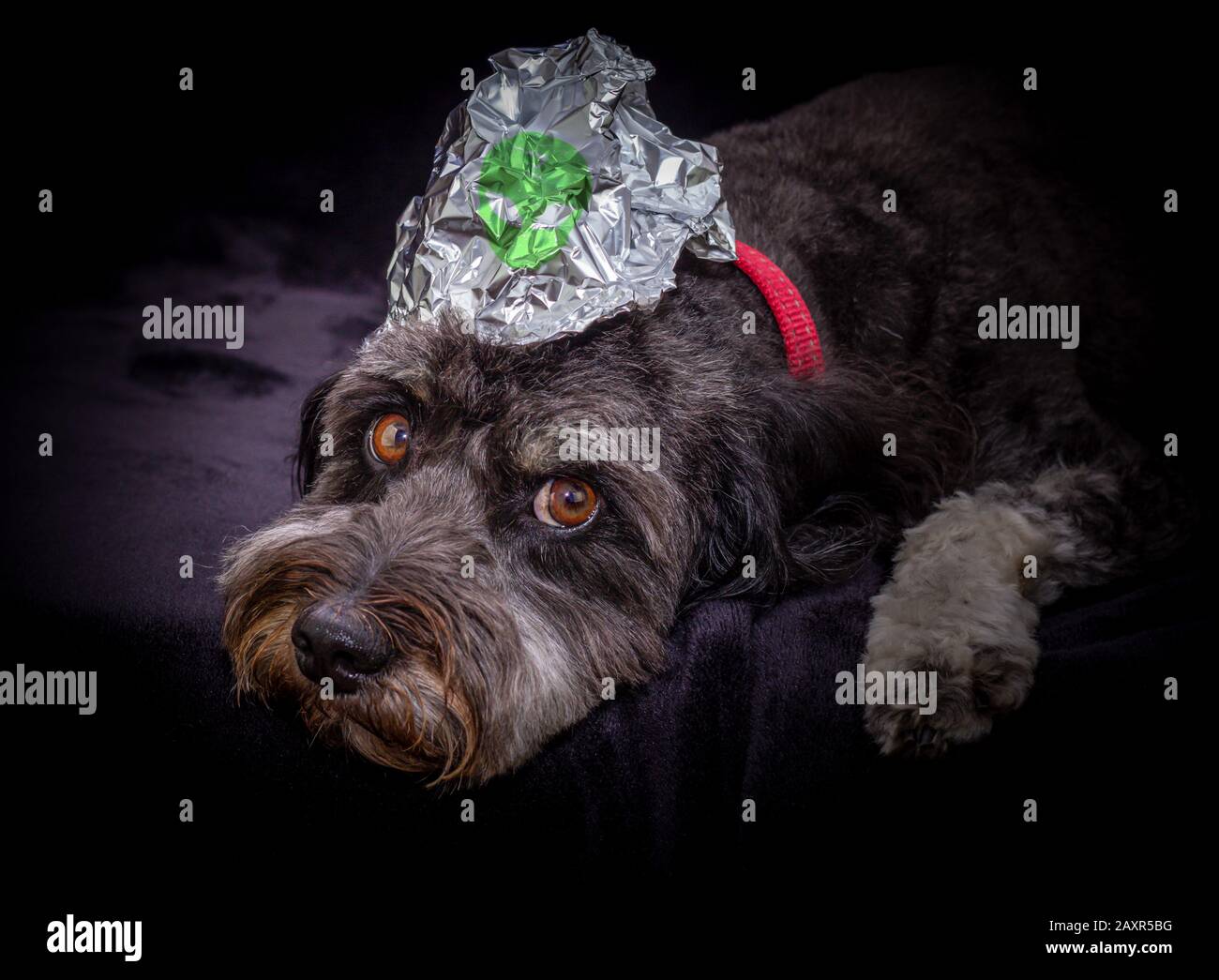 worried puppy with tinfoil alien hat on its head to protect its thoughts from UFOs, black background, conspiracy theory concept. Stock Photo