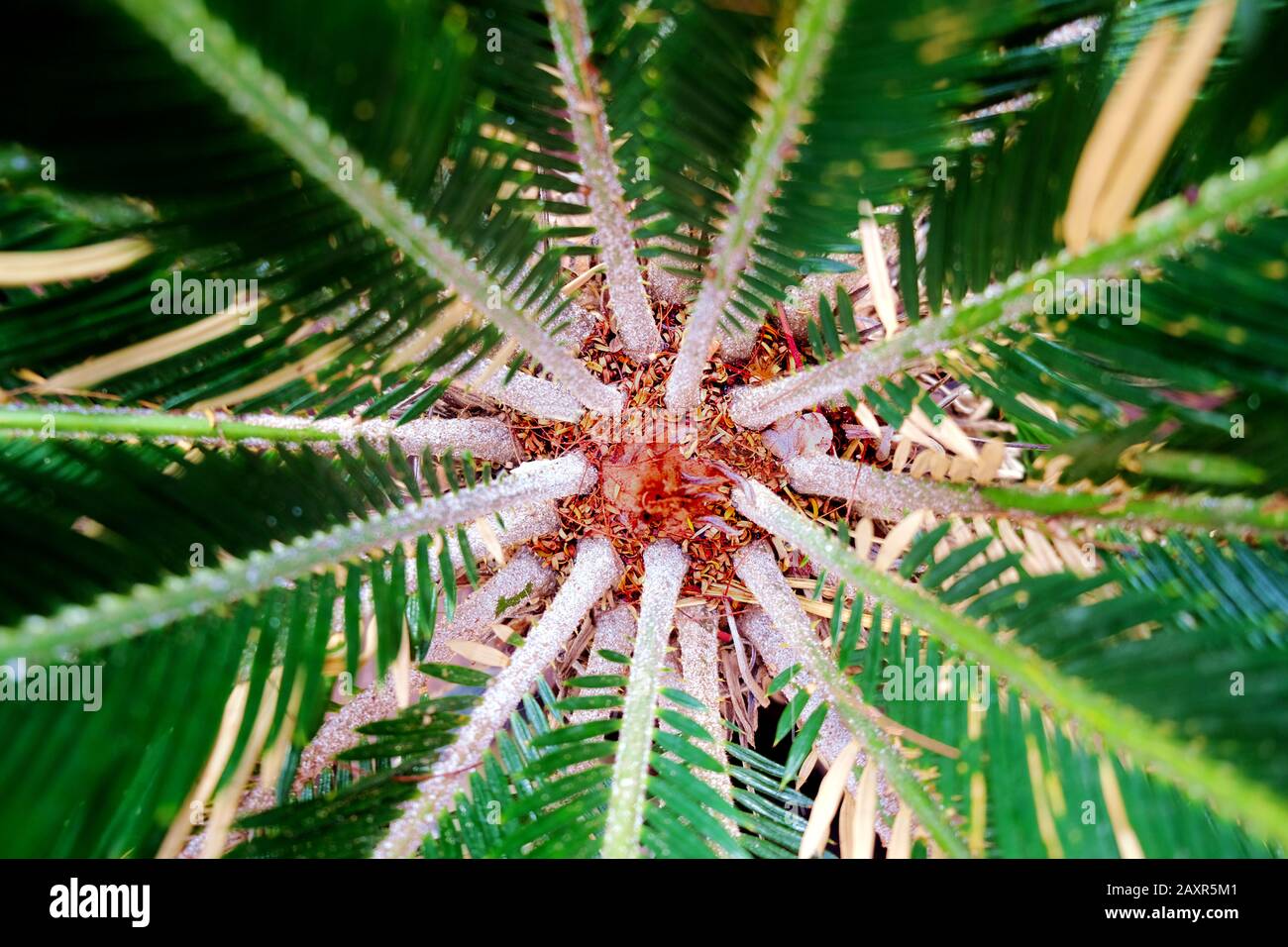 Sago cycad symmetrical floral pattern - close top view (Cycas revoluta ...