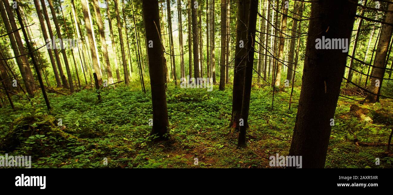 forest near the village Dzembronya in the Ukrainian Carpathians Stock Photo