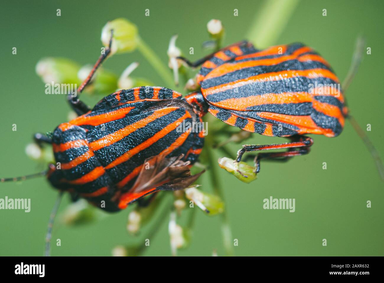 Graphosoma lineatum. Two beetle minstrel breed sitting on a branch of a green plant. Selective focus macro with bokeh background Stock Photo
