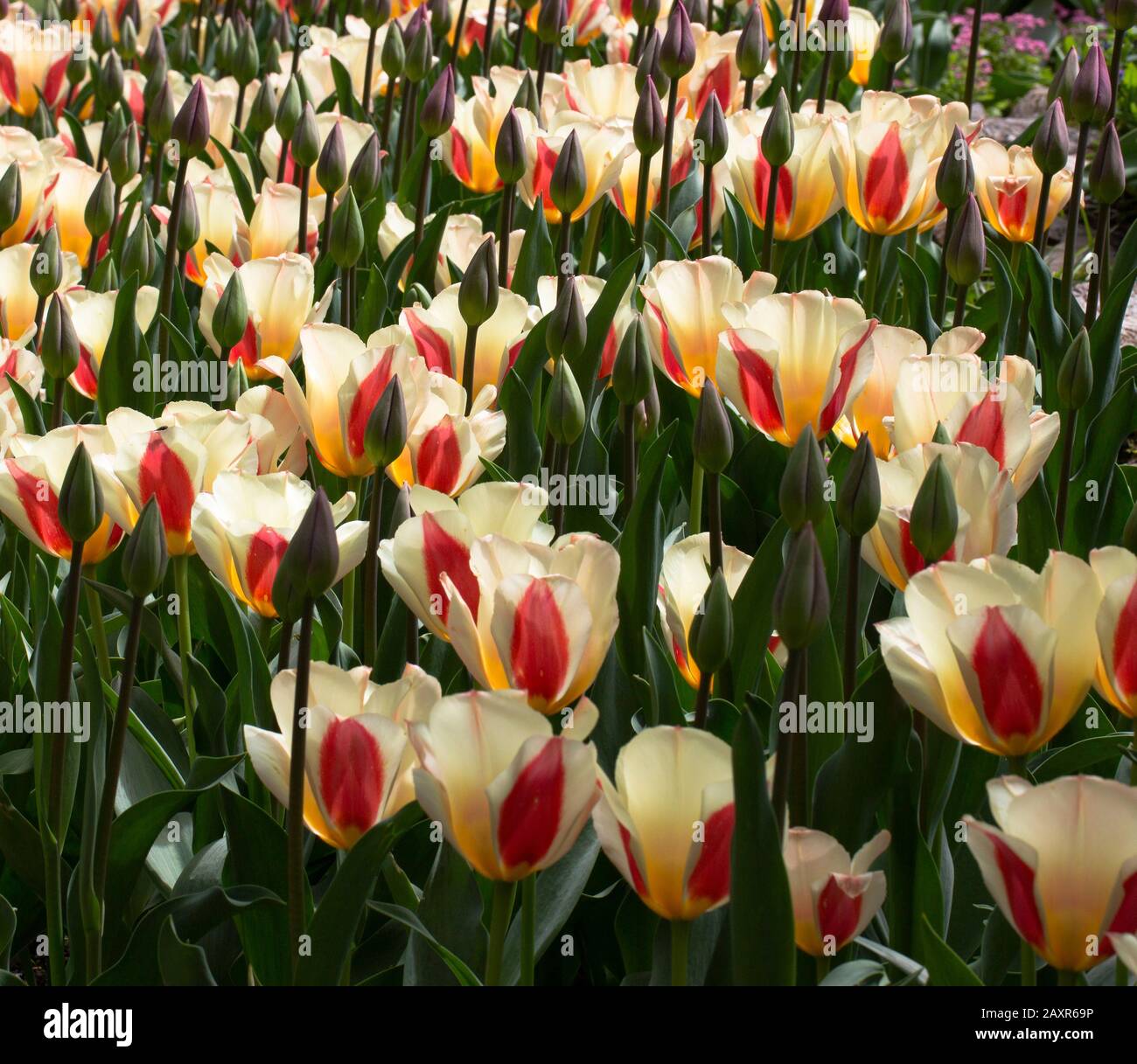 Bed of yellow and red tulips Stock Photo - Alamy