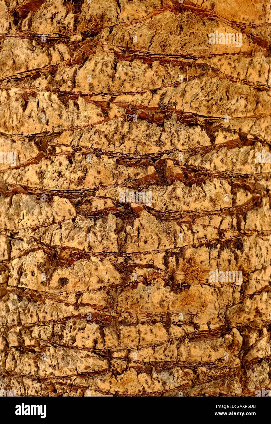Palm tree trunk, natural 100% organic material for designers. Stock Photo