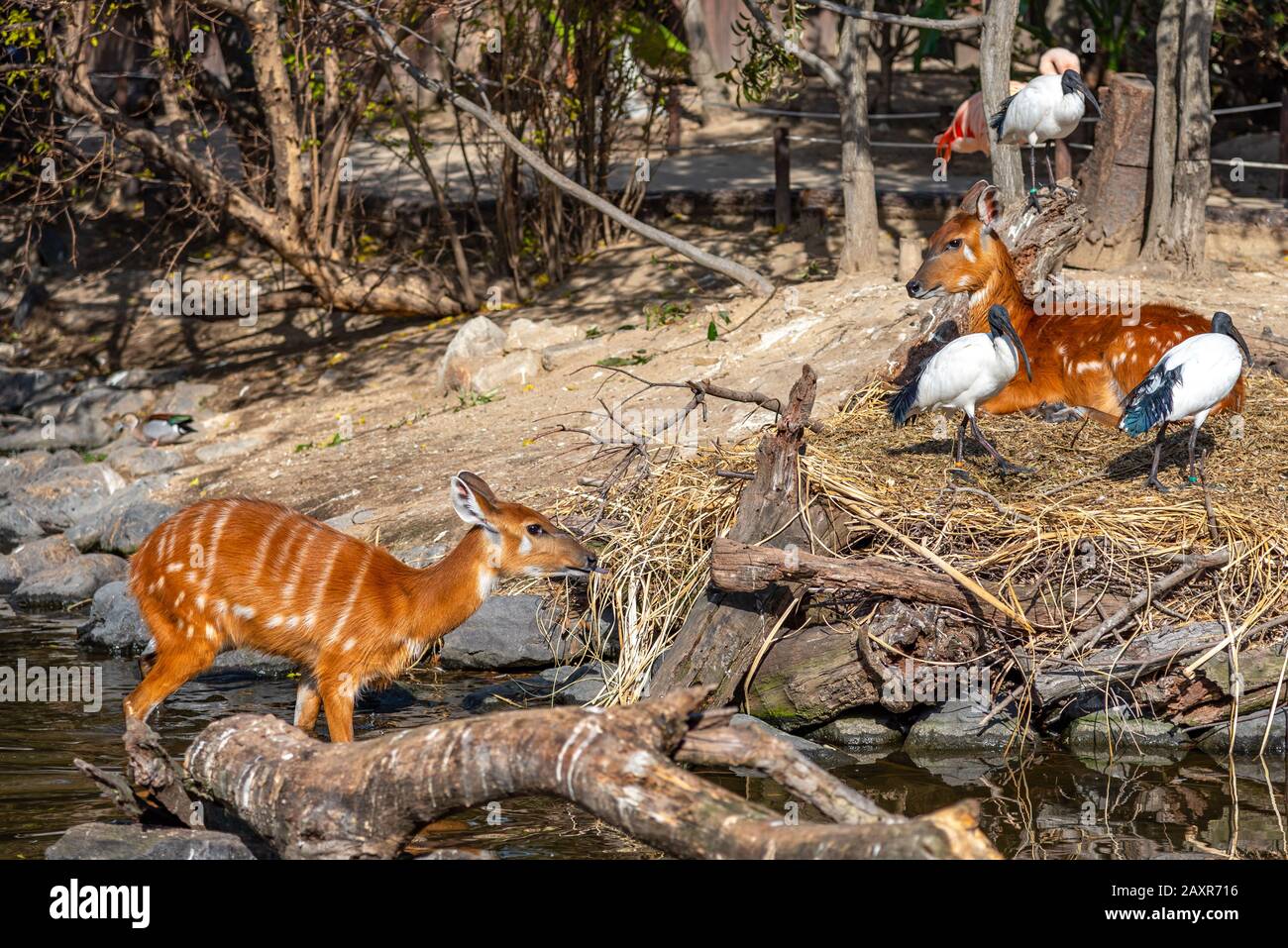 Wild animals in natural woodland in sunny day. Deer and African sacred ibis Stock Photo - Alamy Wild animals in natural woodland in sunny day. Deer and African sacred ibis Stock Photo - Alamy