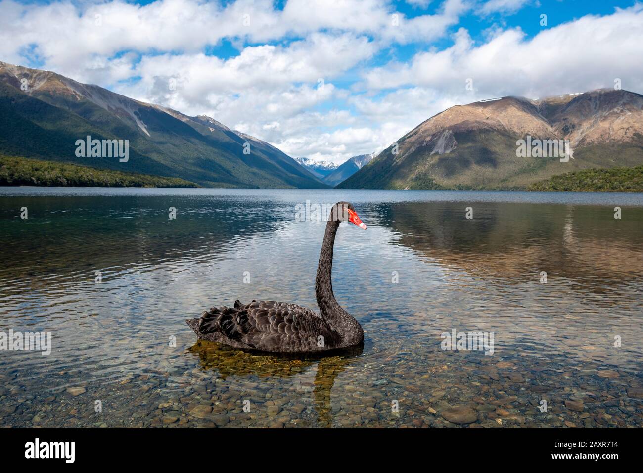 Black swan (Cygnus atratus) at Lake Rotoiti, Nelson Lakes National Park,  Tasman District, South Island, New Zealand Stock Photo - Alamy