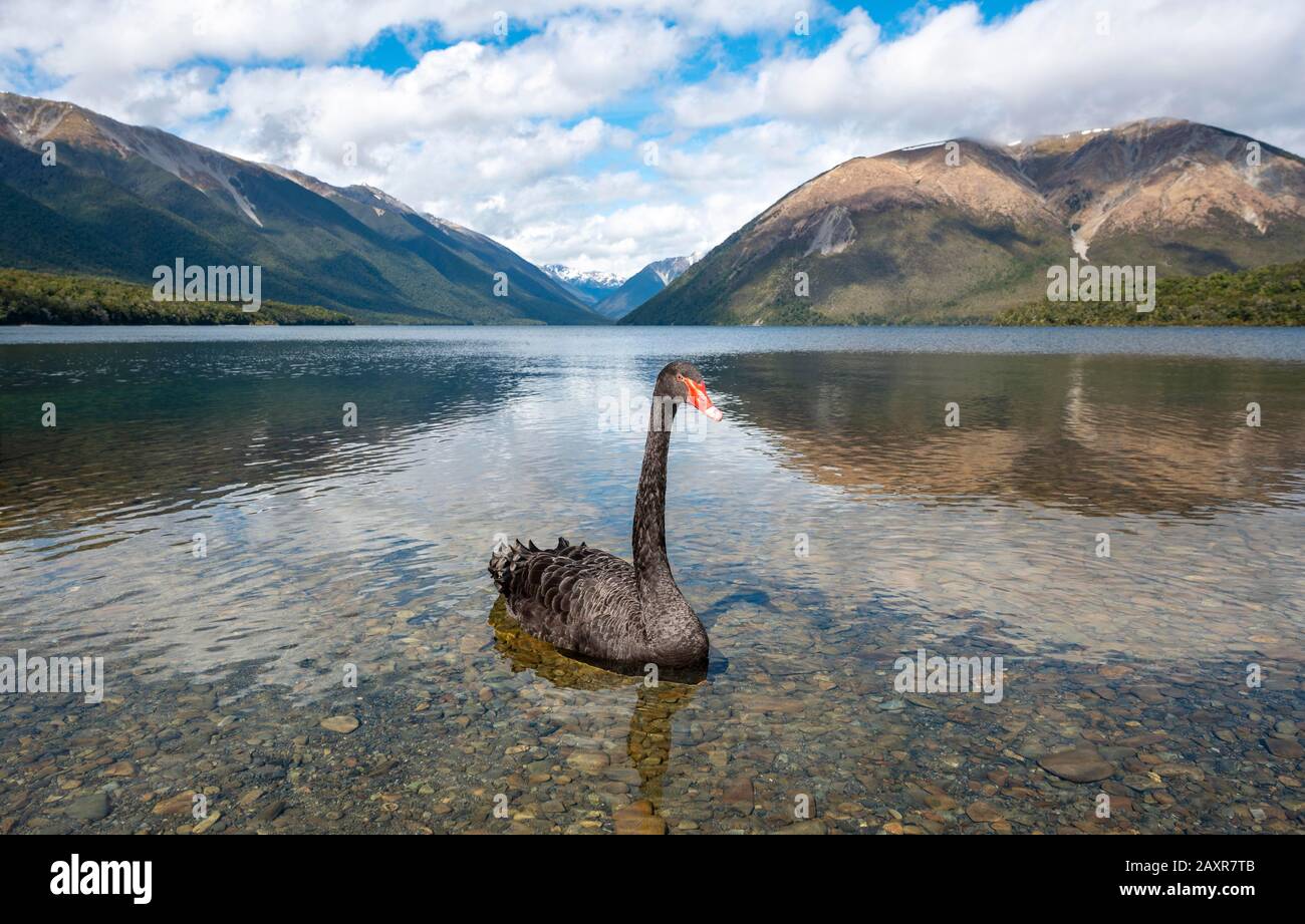 Black swan (Cygnus atratus) at Lake Rotoiti, Nelson Lakes National Park,  Tasman District, South Island, New Zealand Stock Photo - Alamy