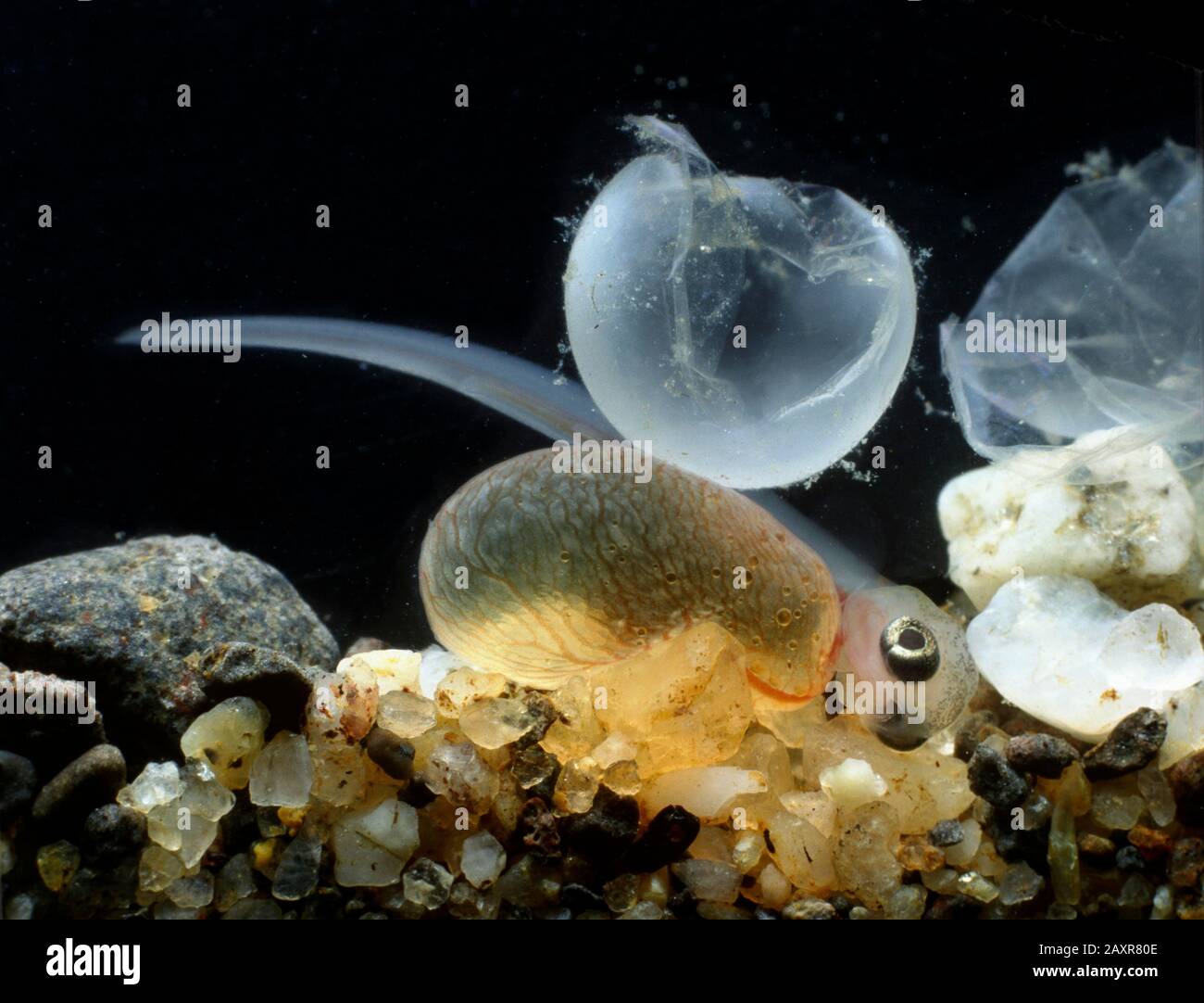 Brown trout (Salmo trutta fario), hatching from egg, captive, France