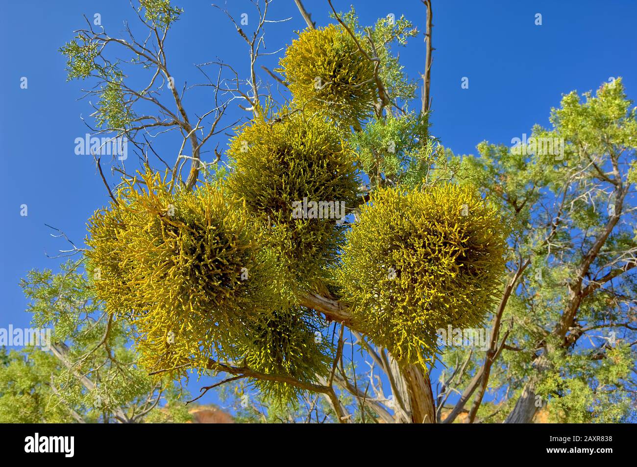 A species of Mistletoe native to Arizona growing parasitically on a Juniper Tree in Sedona. If a tree is infested to a great extent Mistletoe can even Stock Photo