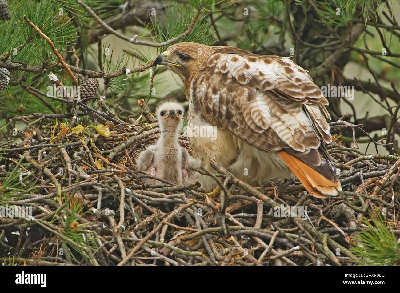Red tailed hawk nest hires stock photography and images Alamy