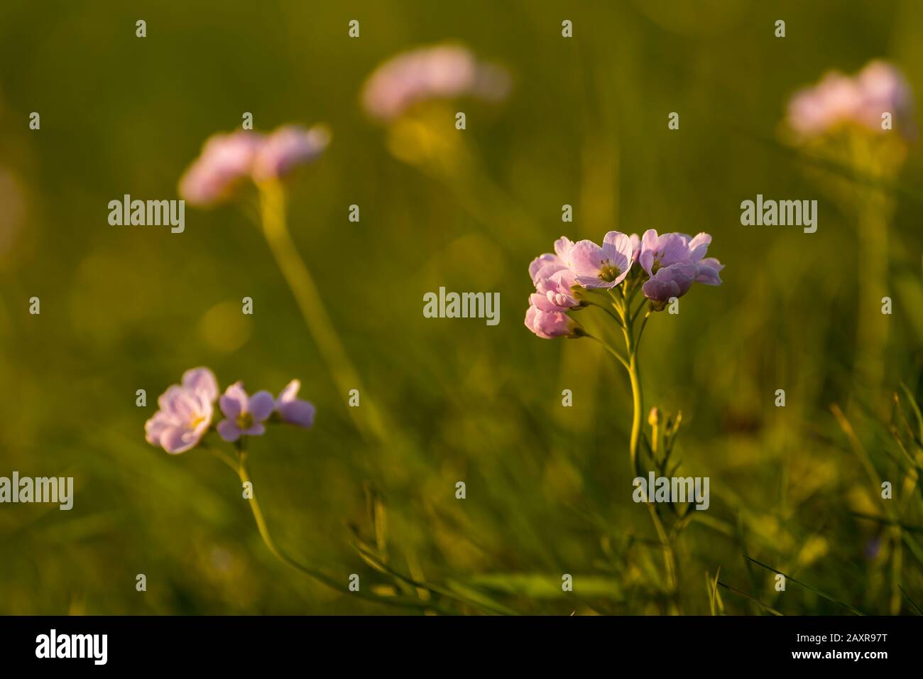 Purple wood anemone in a meadow Stock Photo