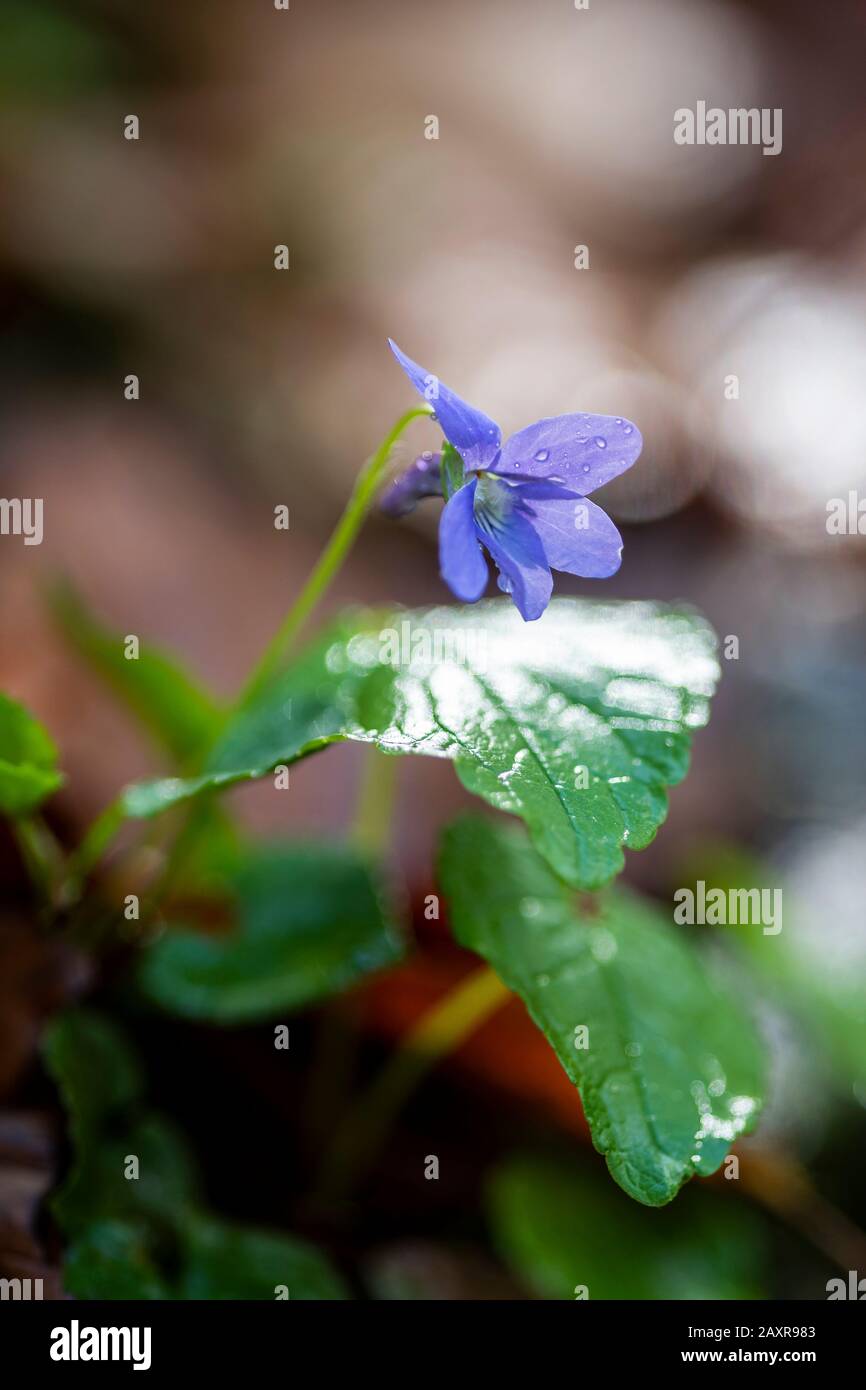 Fragrance Violet (Viola odorata) Stock Photo