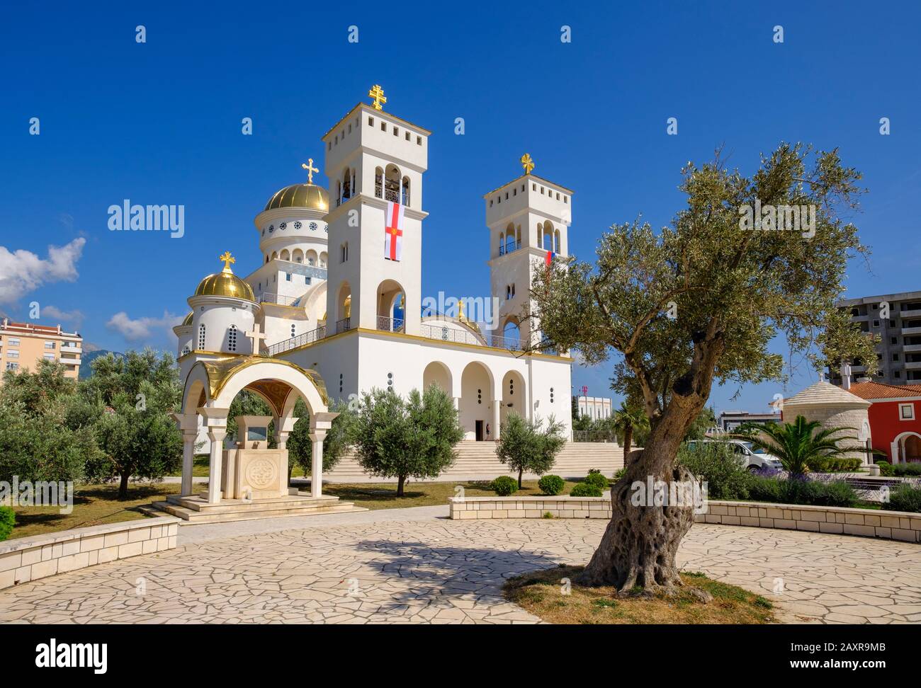 Olive tree, St. Johannnes Cathedral Vladimir, Hram Svetog Jovana Vladimira, Bar, Montenegro Stock Photo