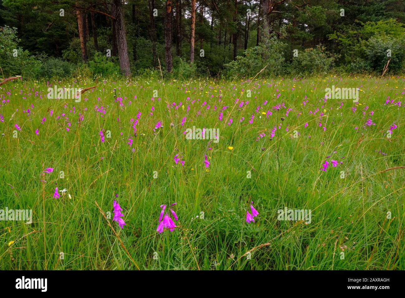 Flower meadow with Marsh-Siegwurz, (Gladiolus palustris), Königsbrunner Heide, Augsburg, Swabia, Bavaria, Germany Stock Photo