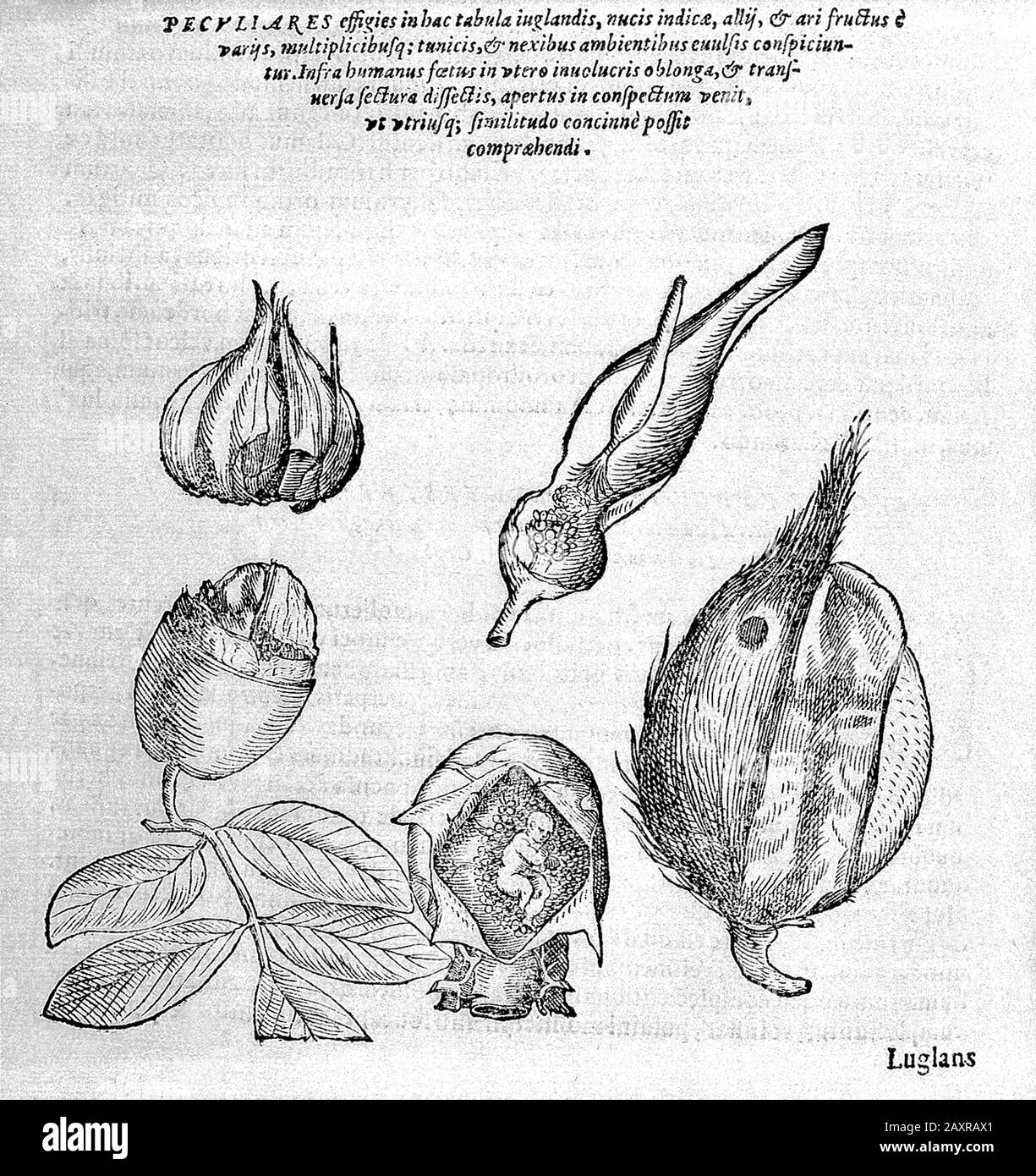 1588, ITALY : The celebrated italian philosopher , polymath , occultist , dramatist and alchemist GIOVANNI BATTISTA DELLA PORTA ( Vico Equense , 1535 ca - Napoli,  1615 ). Engraved of a plant with seed-pods resembling the human womb, and (below) a foetus in the womb, from book PHYTOGNOMONICA, printed in Napoli, 1588 . - FISIOGNOMICA - PHYSIOGNOMY - FILOSOFO - FILOSOFIA - ALCHEMY - ALCHIMIA - ALCHIMISTA - PHILOSOPHY - TEATRO - THEATRE - commediografo - drammaturgo - playwrighter - Giambattista - Giovambattista - MATEMATICO - MATEMATICA - METEOROLOGIA - METEOROLOGO - METEOROLOGY - ASTROLOGO - AS Stock Photo