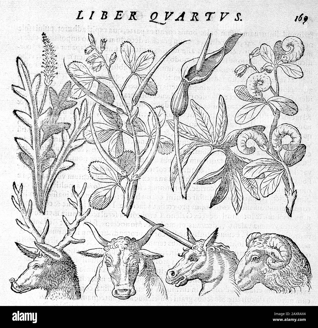 1588, ITALY : The celebrated italian philosopher , polymath , occultist , dramatist and alchemist GIOVANNI BATTISTA DELLA PORTA ( Vico Equense , 1535 ca - Napoli,  1615 ). Engraved of  plants with seed-pods resembling the horns of a bull, and unicorn , deer and mutton , from book PHYTOGNOMONICA, printed in Napoli, 1588 . - FISIOGNOMICA - PHYSIOGNOMY - FILOSOFO - FILOSOFIA - ALCHEMY - ALCHIMIA - ALCHIMISTA - PHILOSOPHY - TEATRO - THEATRE - commediografo - drammaturgo - playwrighter - Giambattista - Giovambattista - MATEMATICO - MATEMATICA - METEOROLOGIA - METEOROLOGO - METEOROLOGY - ASTROLOGO - Stock Photo