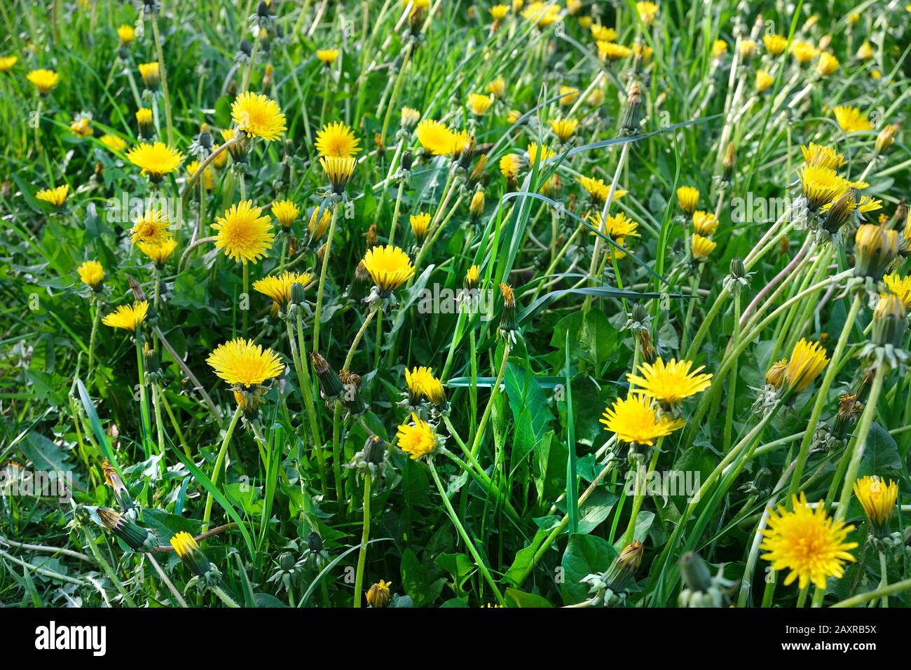 Fixed Plants With Names