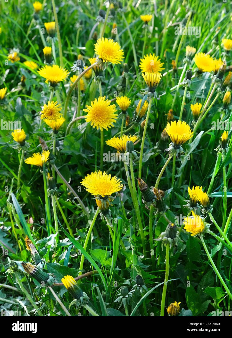 Fixed plant herbs hires stock photography and images Alamy