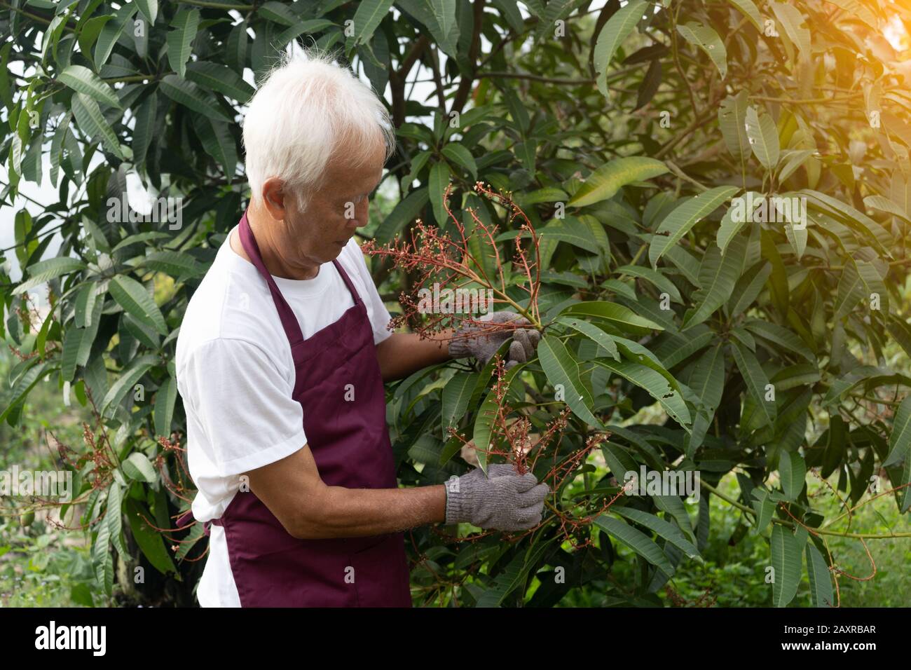 asian chinese farmer in orchard Stock Photo