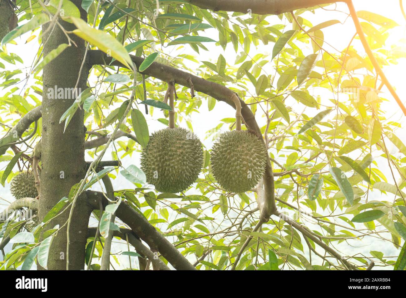 durian on tree orchard background Stock Photo