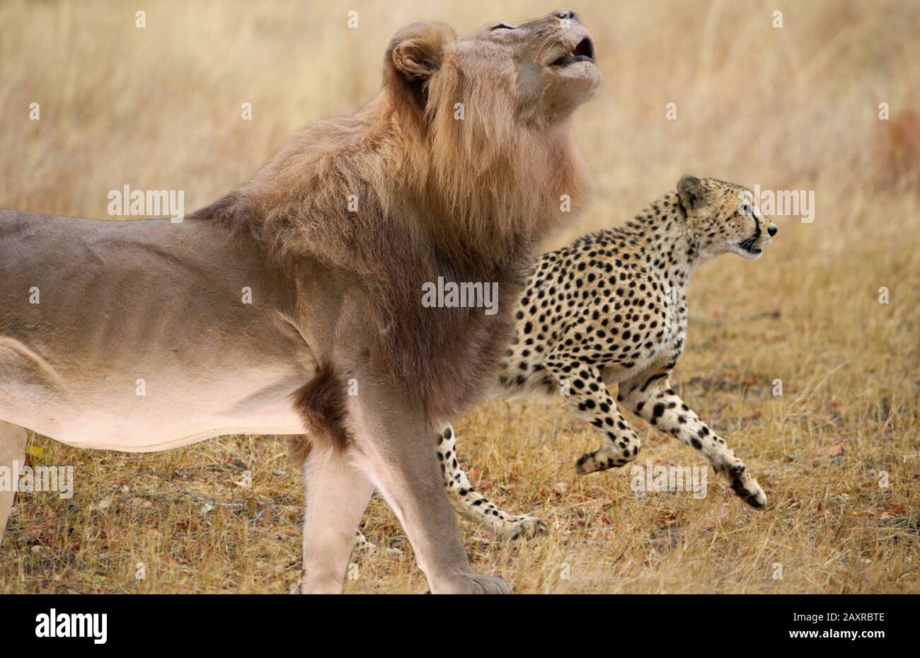 Cheetah Vs Lion Fight