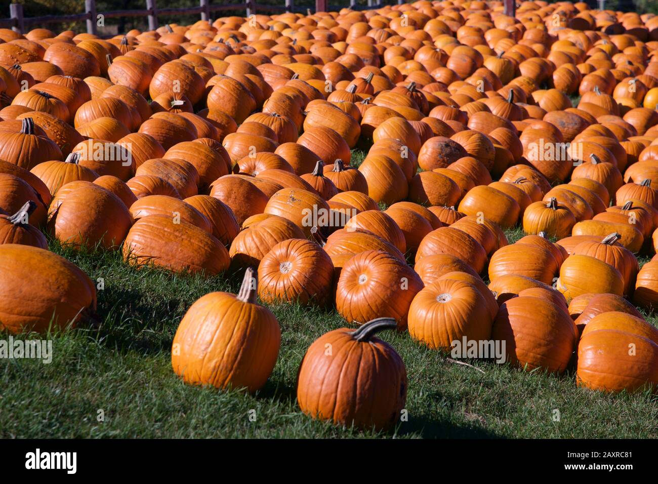High Angle View Of Pumpkins For Sale At Market Stall Stock Photo - Alamy
