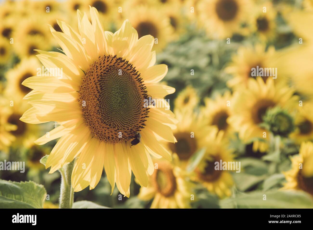Sunflower field at the farm on a sunny day. Horizontal Stock Photo - Alamy