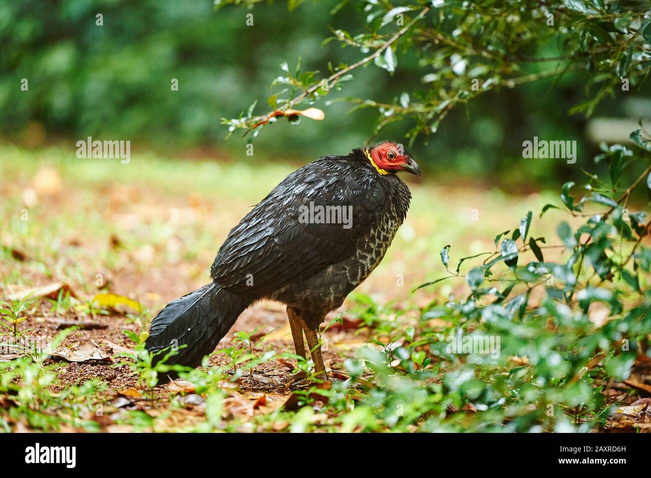 bush turkey, Alectura lathami, O'Reilly's Rainforest, Lamington National Park, Queensland, Australia Stock Photo