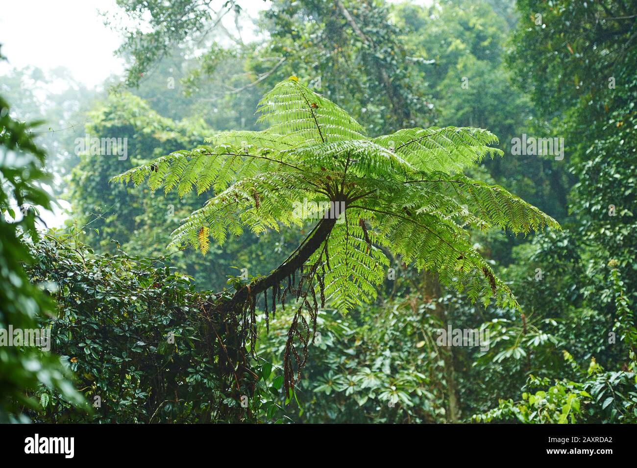 Australian Tree Fern, Cyathea australis, in the rainforest near the Zillie Falls,  Queensland, Australia Stock Photo