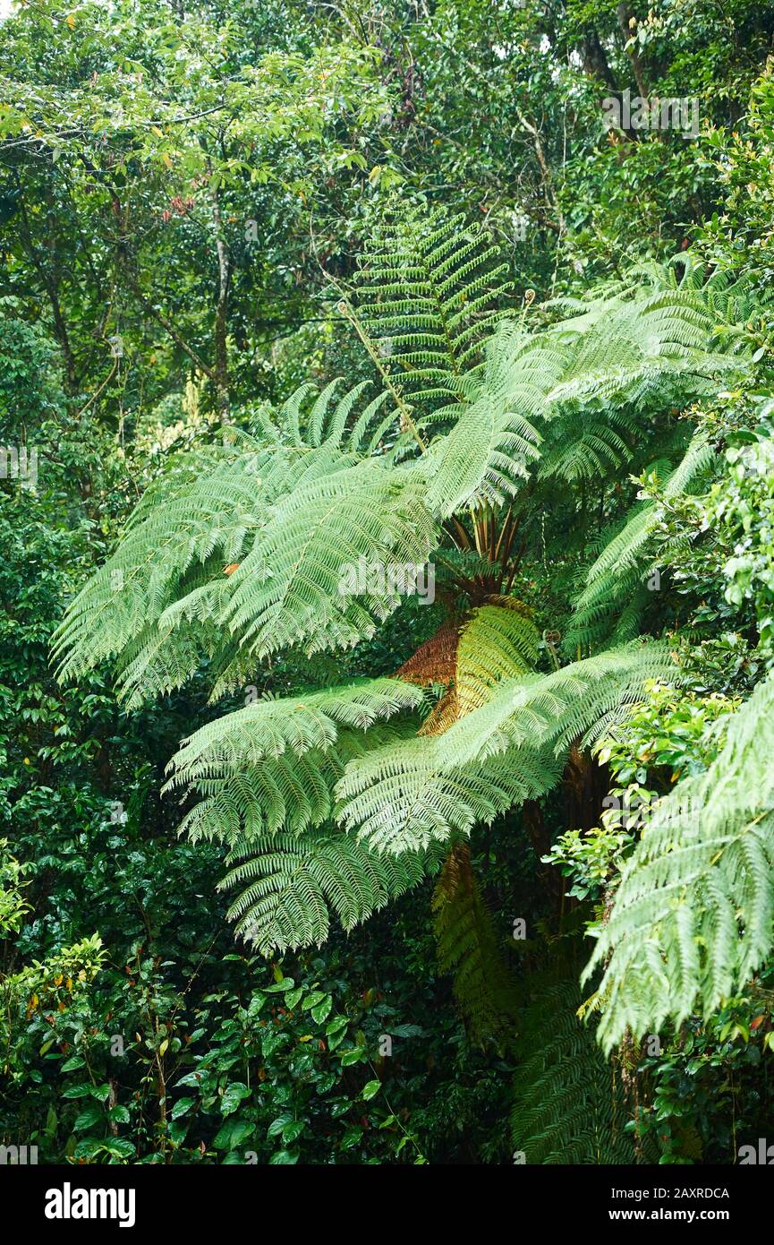 Australian Tree Fern, Cyathea australis, in the rainforest near the Zillie Falls,  Queensland, Australia Stock Photo