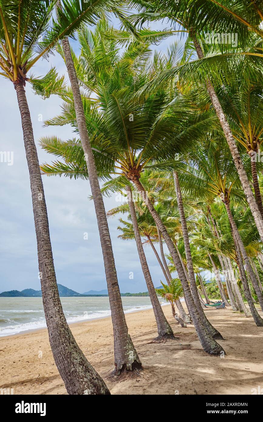 Coconut palms, Cocos nucifera, in the morning at Clifton Beach in ...