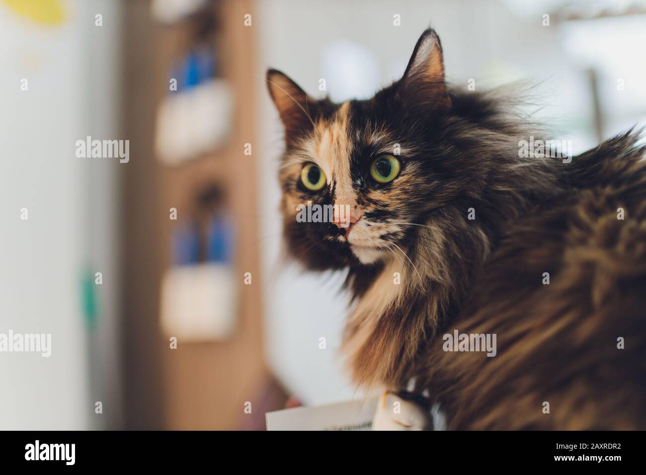 Kitten, resting cat on a flor in colorful blur background, cute funny cat close up, young playful cat at home, domestic, relaxing, resting,playing at Stock Photo