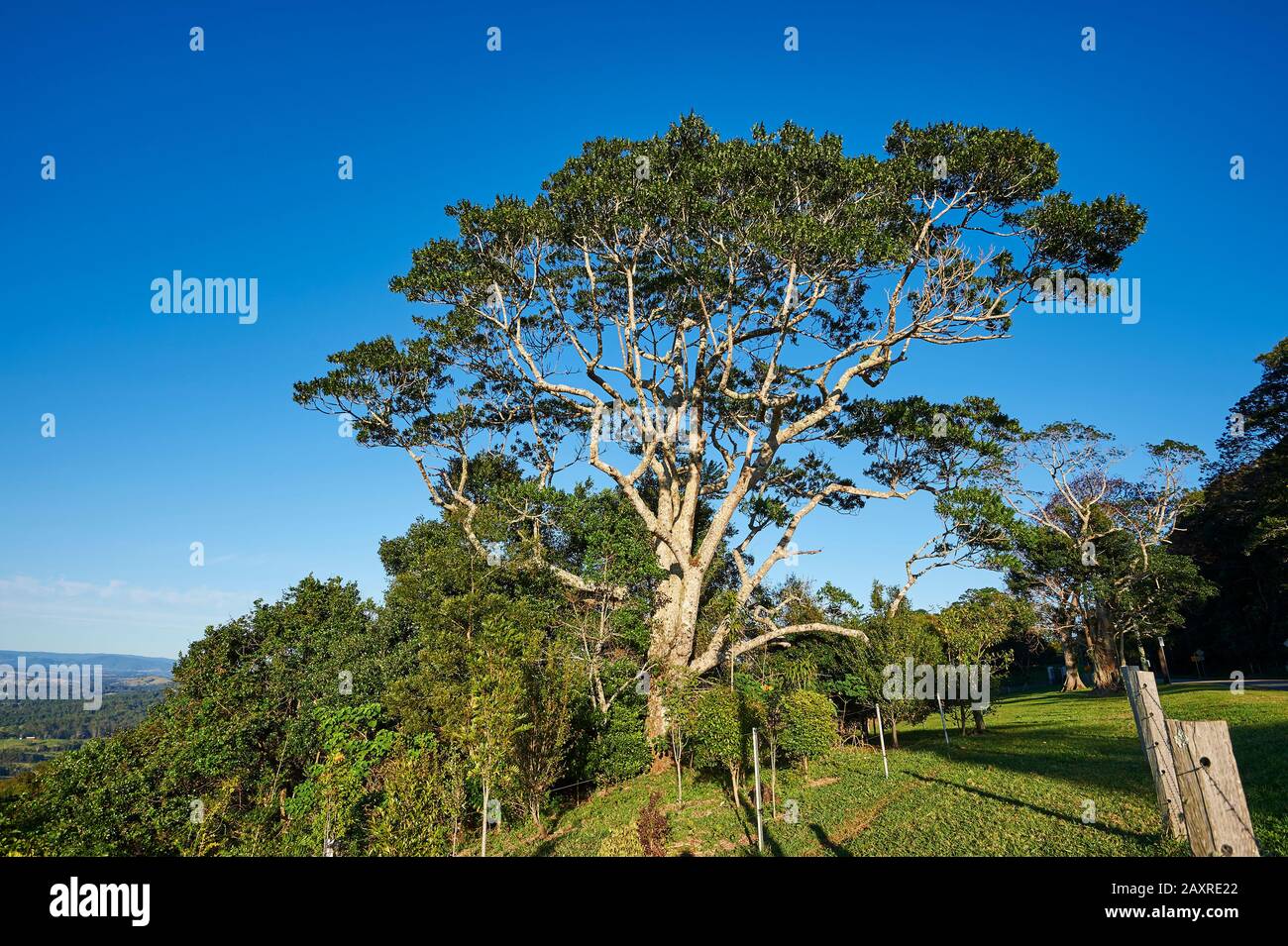 Landscape, old eucalyptus tree, at morning light, near the Mary Cairncross Scenic Reserve in spring, Queensland, Australia Stock Photo