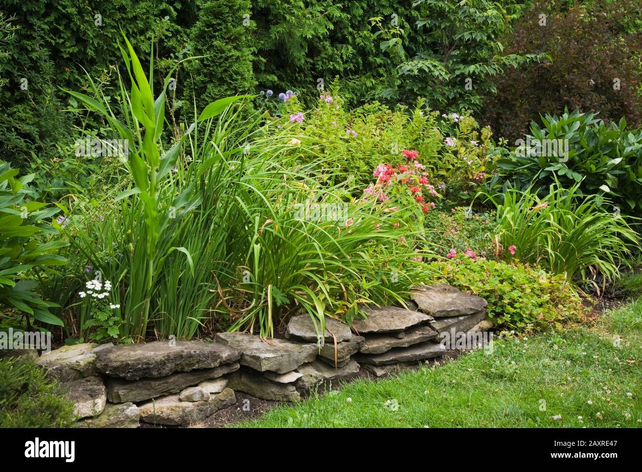 Raised stone edged border with red Monarda, mauve Phlox flowers and Thuja occidentalis - Cedar tree hedge in the background in backyard garden. Stock Photo