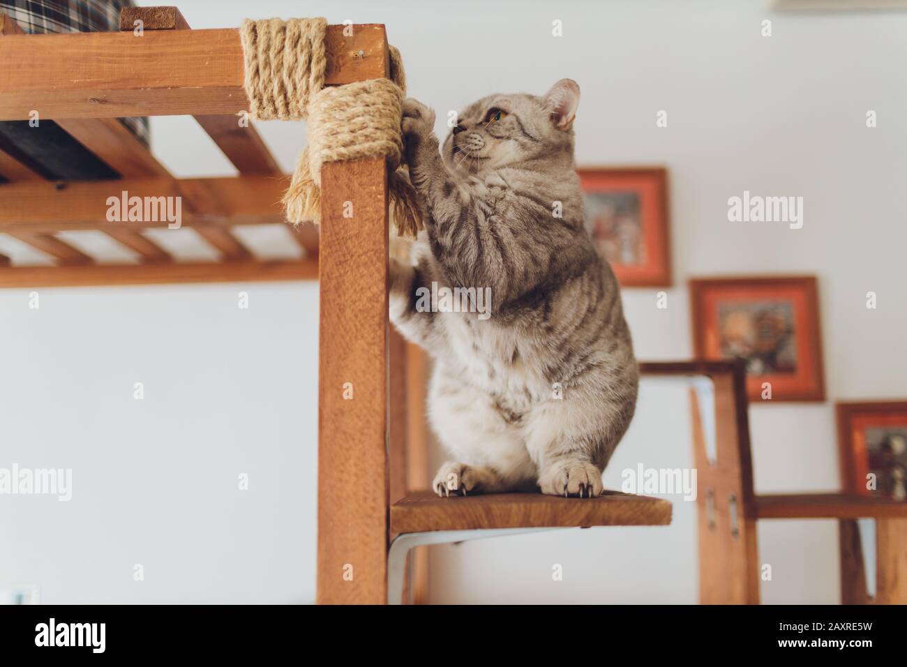 Spotted kitten on the stairs in the fence Stock Photo