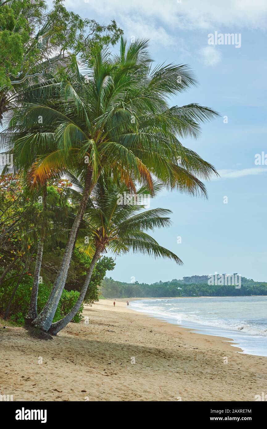coconut palms, Cocos nucifera, in the morning at Clifton Beach in spring, Queensland, Australia Stock Photo