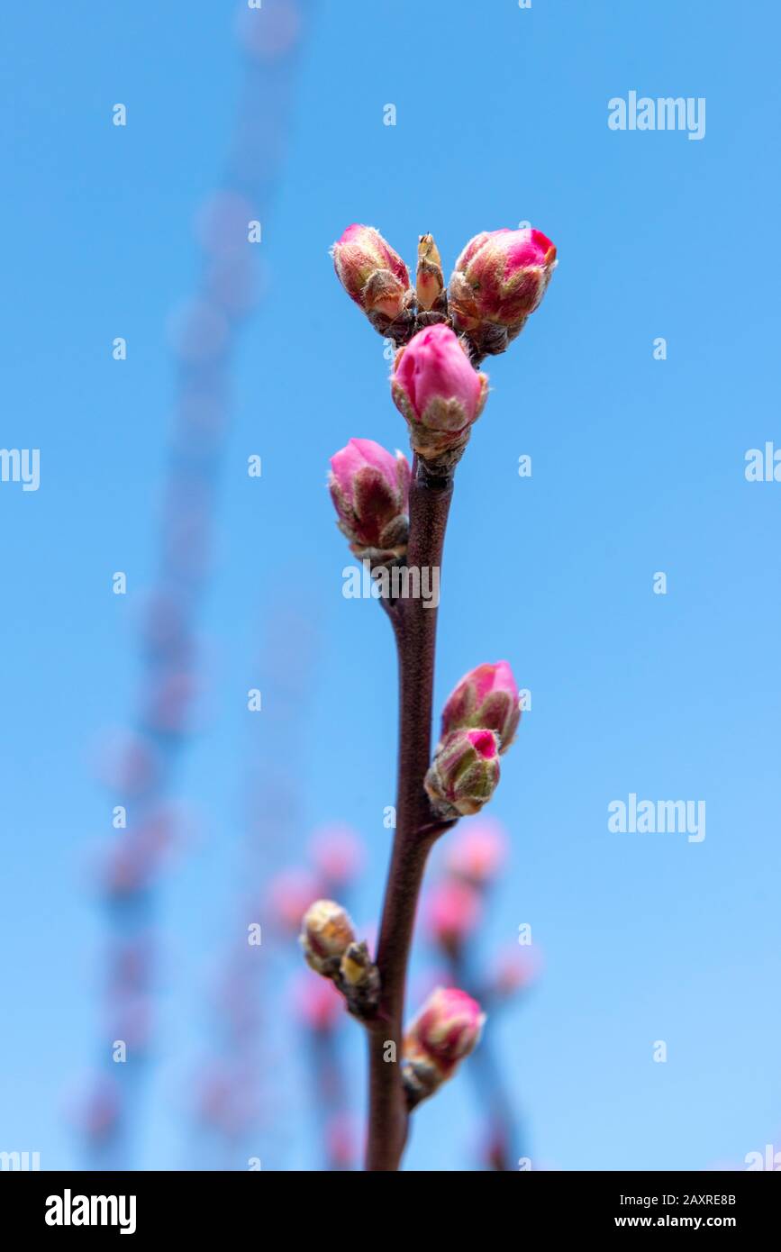 Almond tree (Prunus dulcis), almond tree buds. Stock Photo