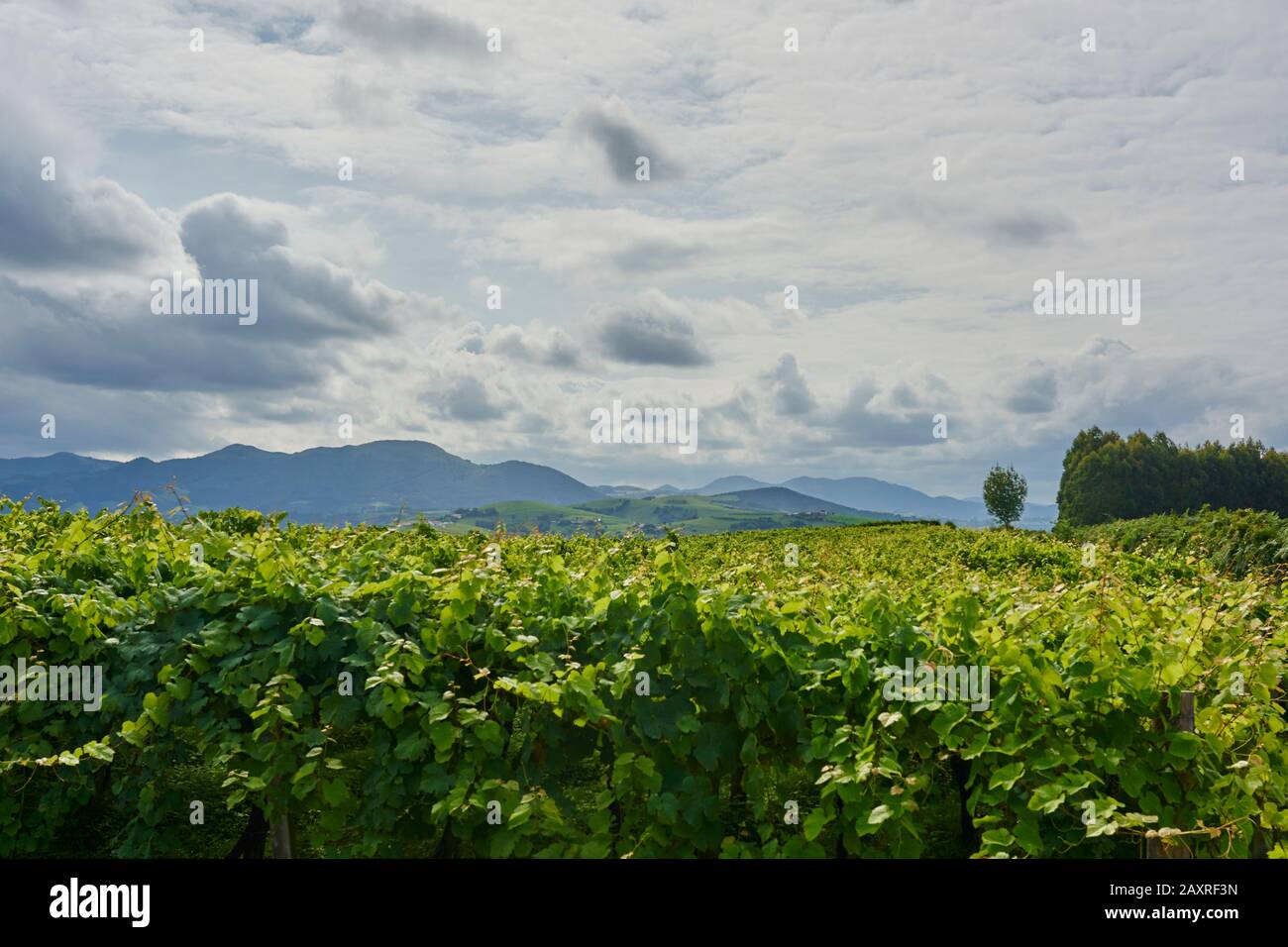 Landscape, vineyards on the Way of St. James near Zumaia, Basque Country, Spain Stock Photo