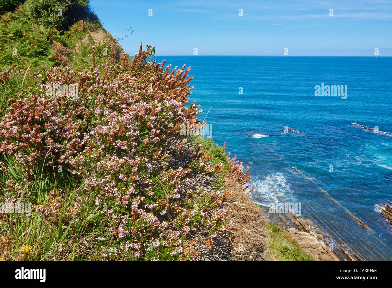 Landscape, coast, Geopark, Costa Vasca, Ears heath, Transylvanian heather, Erica spiculifolia, flower, sea, between Zumaia and Itxaspe, Basque Country Stock Photo